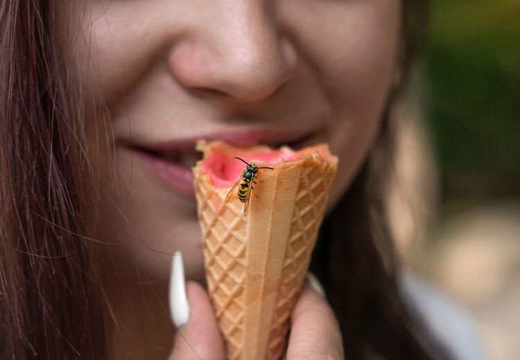 Een wesp herkent gezichten van andere wespen en kan dus soortgenoten uit haar nest onderscheiden van indringers!