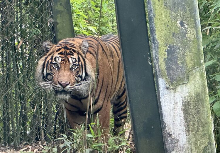 Geram is vorige week in Diergaarde Blijdorp aangekomen.