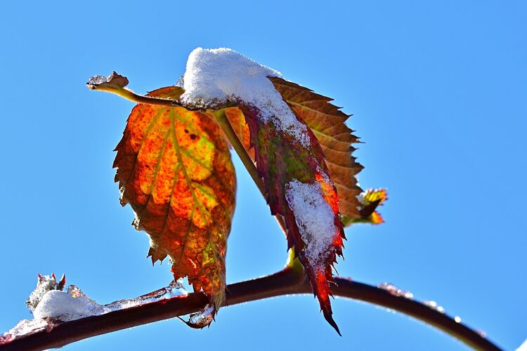 In april kan het soms nog vriezen.