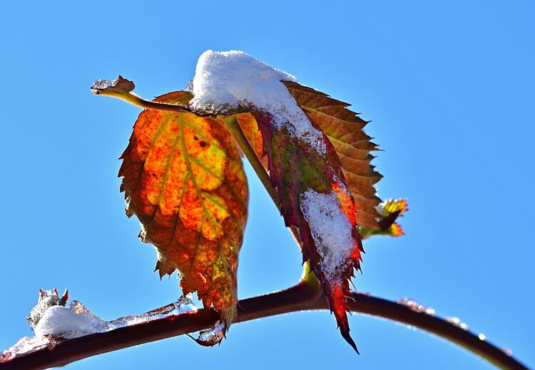 In april kan het soms nog vriezen.