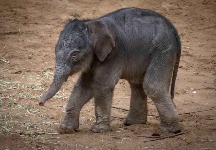 Een babyolifant heet een kalf en kan al 90 kilo wegen.