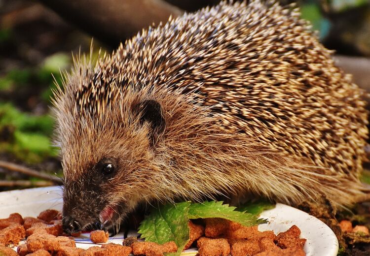 Egels zijn dol op kattenbrokjes!