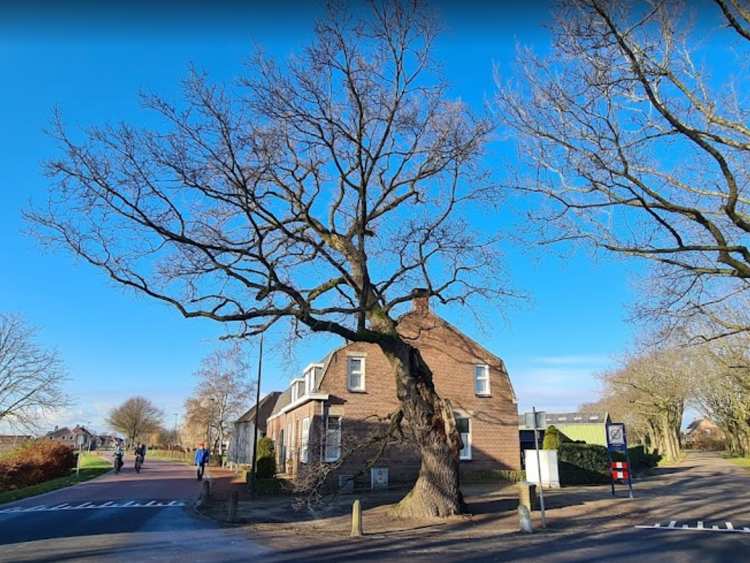 De oude eik in het Brabantse dorp Den Hout