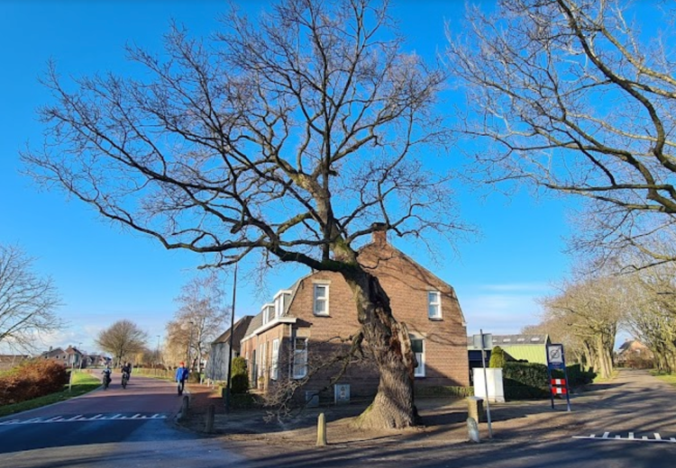 De oude eik in het Brabantse dorp Den Hout