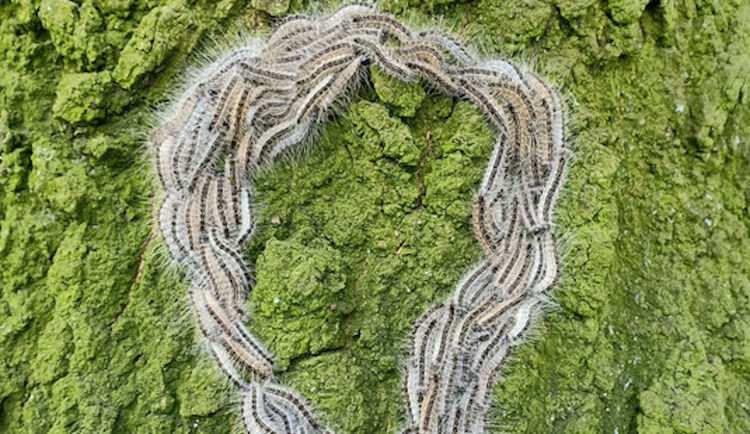 Eikenprocessierupsen lopen vaak in een optocht.