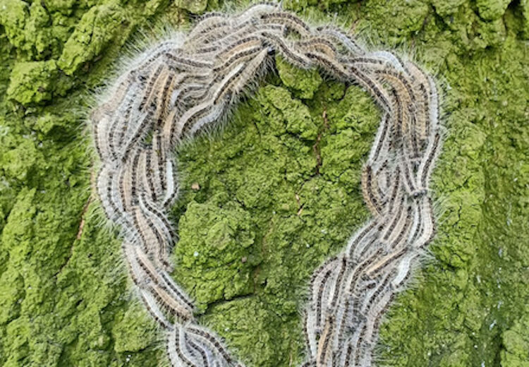 Eikenprocessierupsen lopen vaak in een optocht.