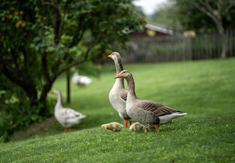 Ganzen zijn sneller agressief als ze jonkies hebben.