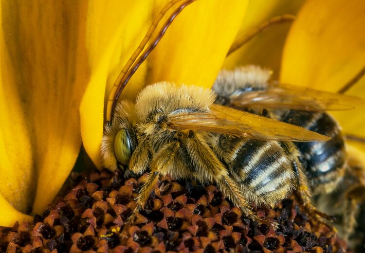 Twee honingbijen die liggen te dutten.