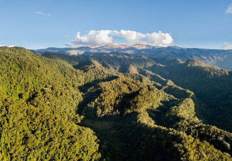 De Amazone is het grootste regenwoud op aarde met een oppervlakte van 5.5 miljoen vierkante kilometer.