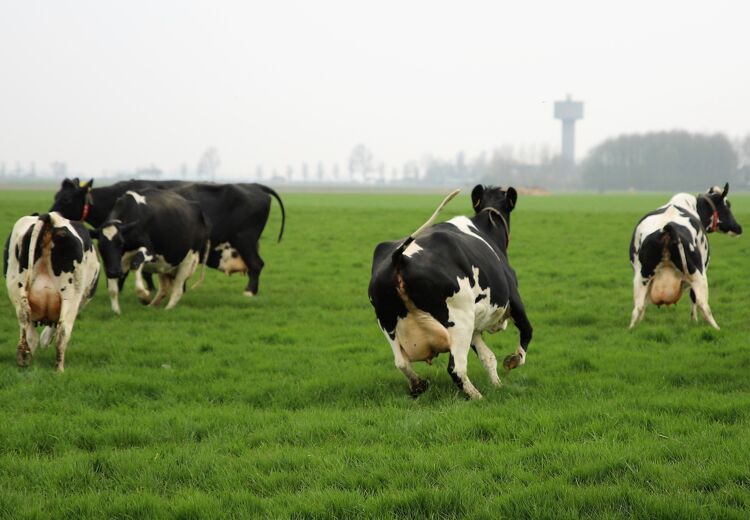 Blije koeien dansen in de wei.