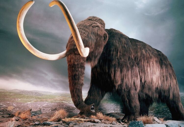 Bacteriën uit mammoetpoep zijn weer tot leven gewekt in een Nederlands laboratorium.