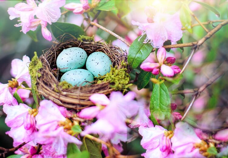 Het nestje van een roodborstje.