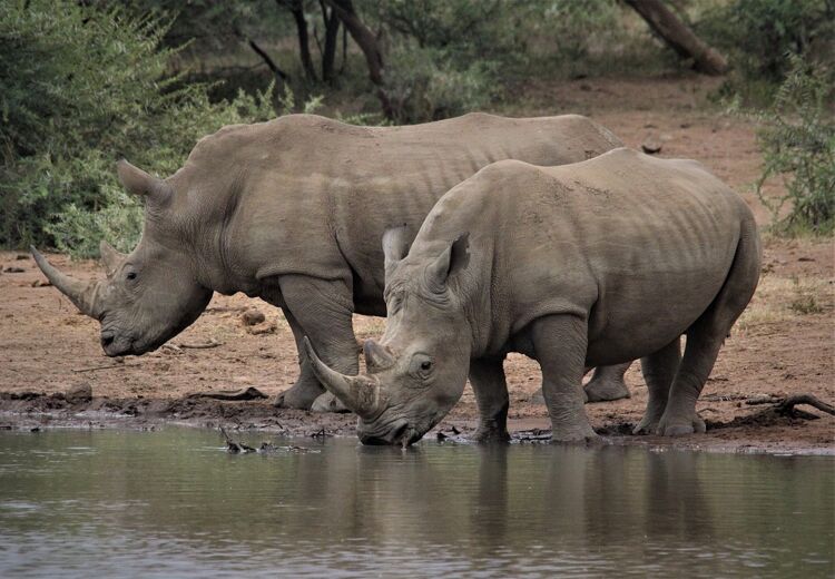 Een neushoorn drinkt wel 100 liter per dag