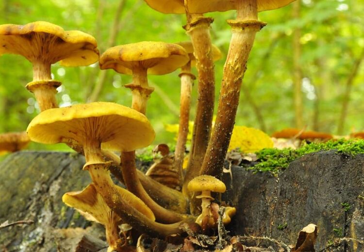 Deze herfst zie je de mooiste paddenstoelen. Zoek ze op met een gezonde wandeling door het bos.
