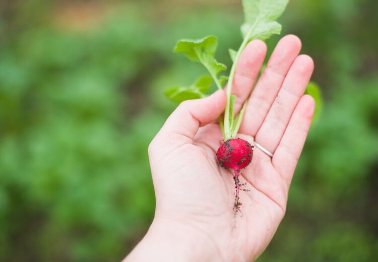Als je radijsjes ongeveer 2 centimeter groot zijn kun je ze oogsten.