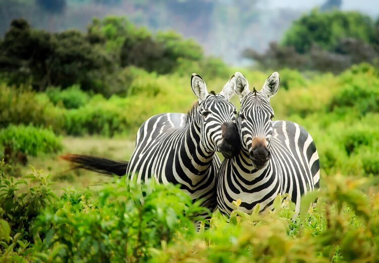 Safaripark Beekse Bergen is een dierenpark dat ligt tussen Tilburg en Hilvarenbeek in de provincie Noord-Brabant.