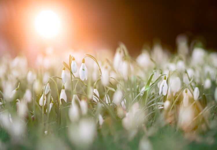 Sneeuwklokjes kunnen al in de late winter of vroege lente verschijnen, soms zelfs door de sneeuw heen.
