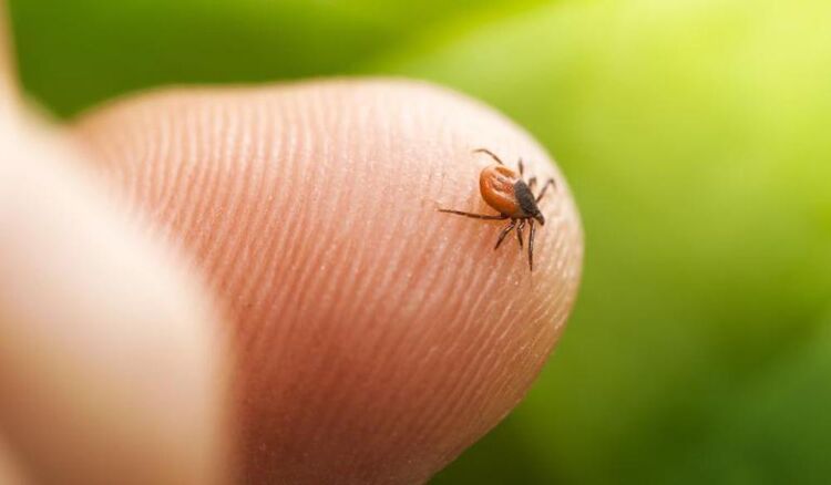 Een teek is een klein spinachtig beestje.