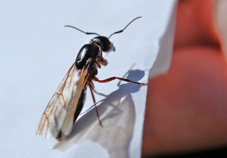 Sommige mieren krijgen tijdelijk vleugels.