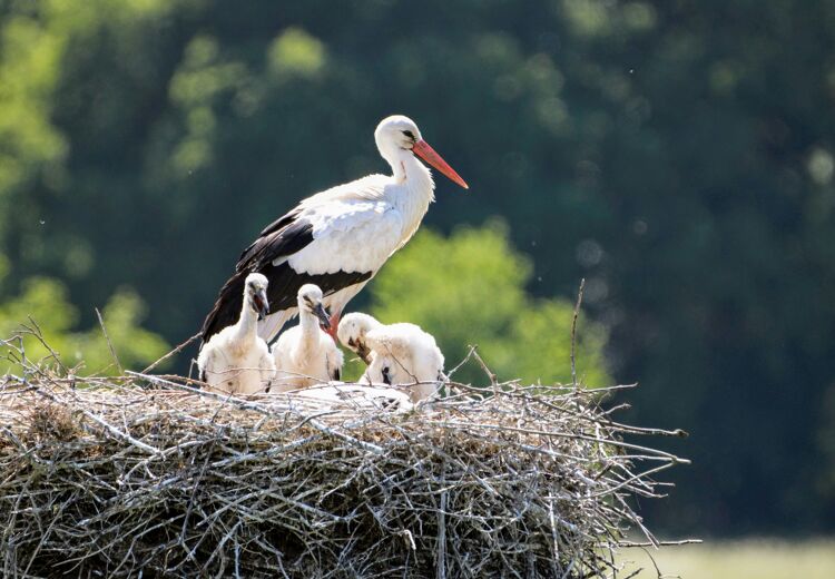 Binnenkort kun je ook de ooievaar bewonderen via de live webcam.