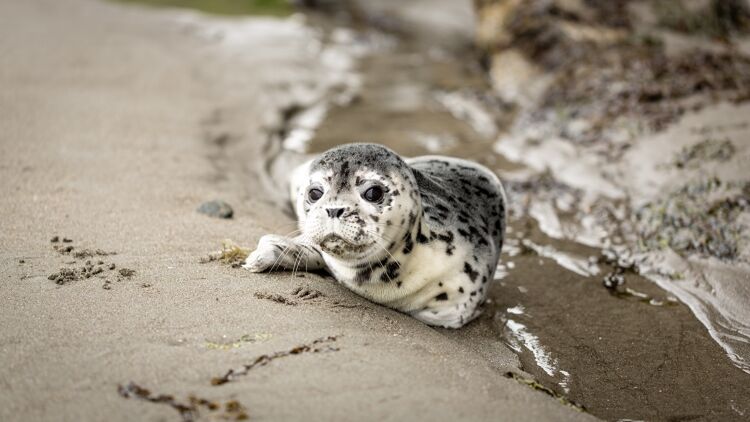 Zeehonden kunnen geluiden en zelfs woorden nadoen.