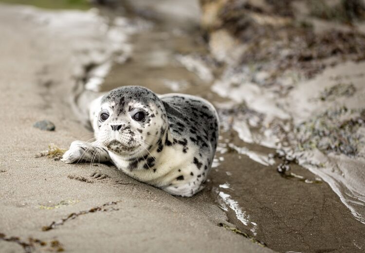 Zeehonden kunnen geluiden en zelfs woorden nadoen.