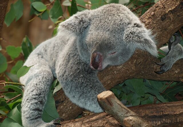 Geluiden uit de natuur kunnen helpen bij het slapen.