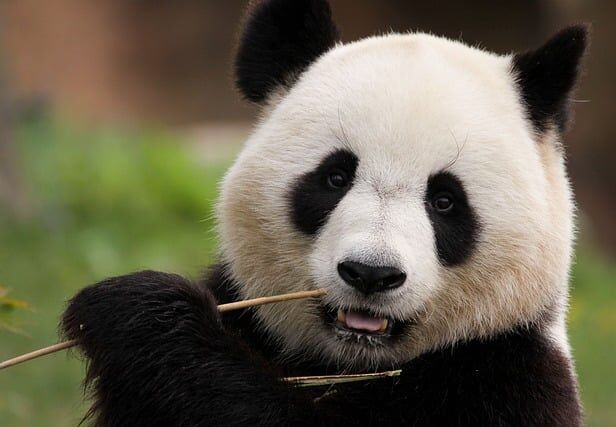 Een panda is 14 uur per dag bezig met het kauwen van bamboe, want bamboe is heel taai en verteert moeilijk.