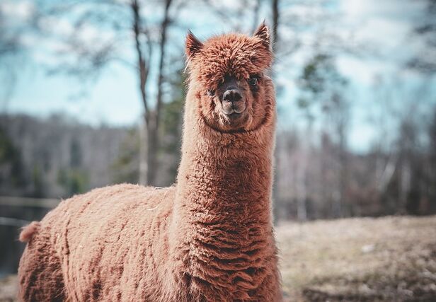 Een alpaca zal jou niet snel in je gezicht spugen. Ze spugen wel naar elkaar.