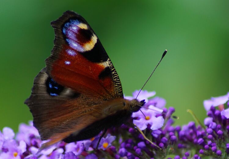 Deze vlinder heet de Dagpauwoog.