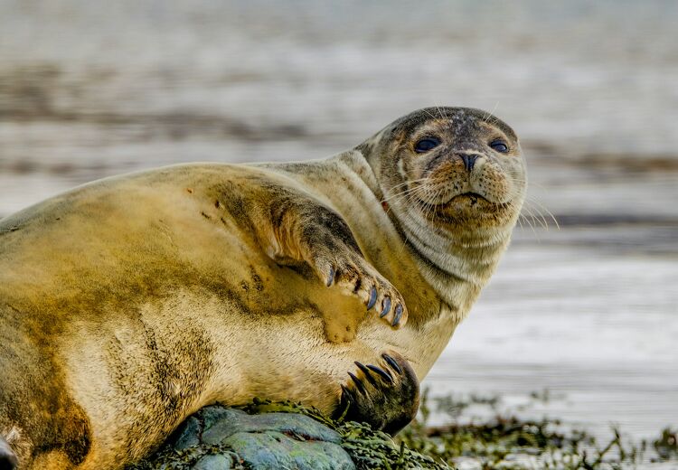 Zeehonden drinken geen zout water, maar halen zoet water uit de vis die ze eten.