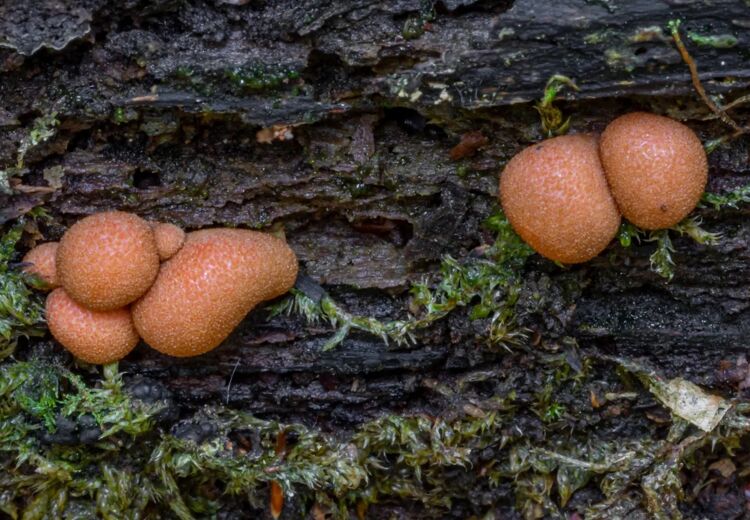 De bloedweizwam heette vroeger blotebilletjeszwam. Kijk maar eens naar de vorm!