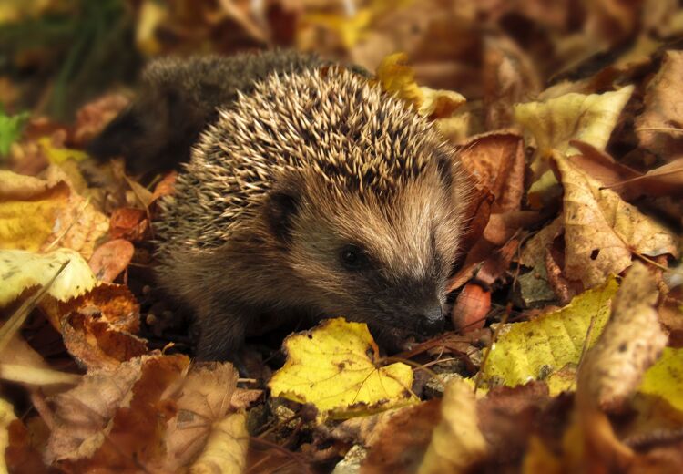 Een volwassen egel heeft ongeveer 7000 tot 8000 stekels van 2 tot 3 cm lang.
