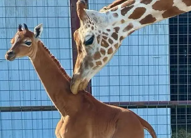 Baby giraf geboren zonder vlekken