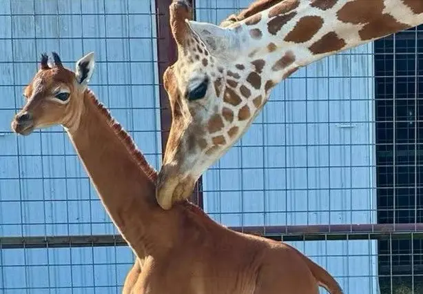 Baby giraf geboren zonder vlekken