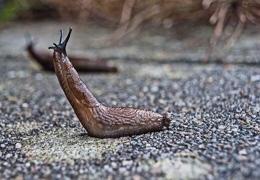 Slakken zijn tweeslachtig. Dat betekent dat elke slak zowel mannelijk als vrouwelijk is.