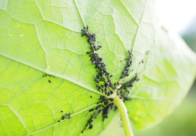 Wist je dat bladluizen vleugels ontwikkelen als ze van plant moeten wisselen?