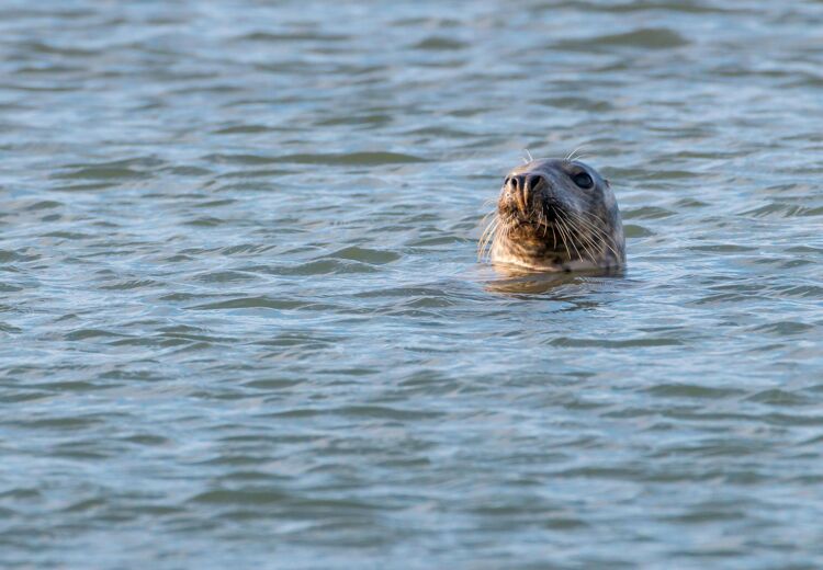 Wist je dat een volwassen zeehond tot 8 kilo vis per dag eet?!