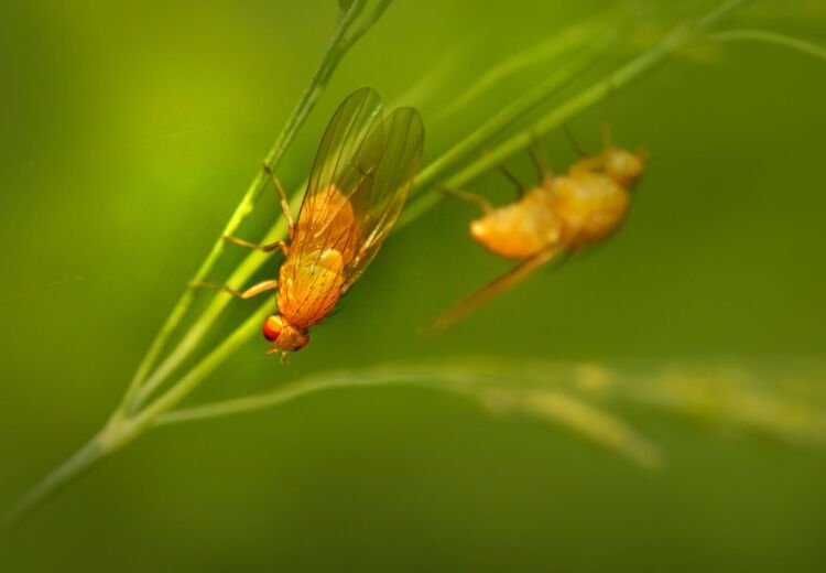Fruitvliegen (Drosophilidae) zijn een grote familie van vliegen die voorkomen over de hele wereld.