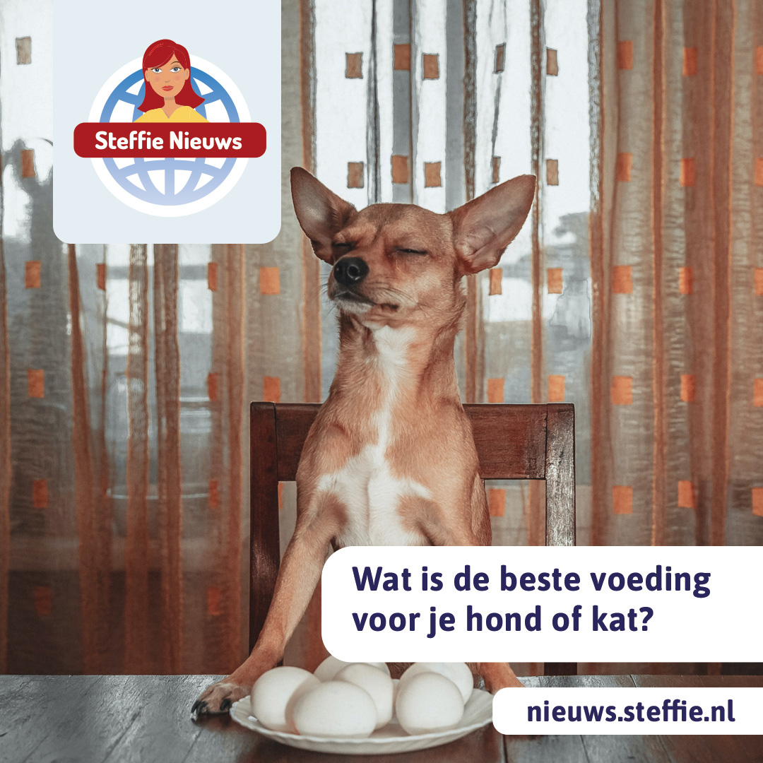 Wat is de beste dierenvoeding?