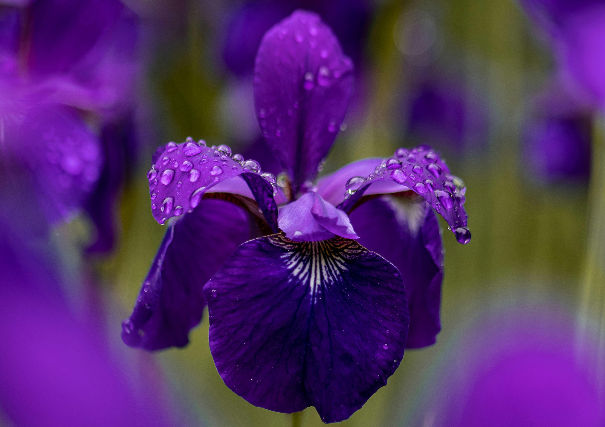 De Iris is een romantische bloem. Iris betekent in het Grieks regenboog.
