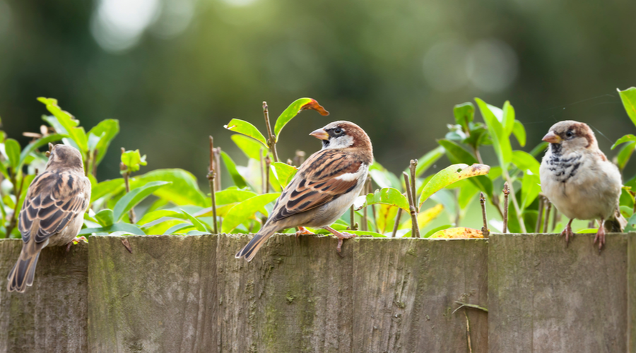 De huismus leeft graag in groepen en maakt soms wel tien nestjes dicht bij elkaar in één straat.