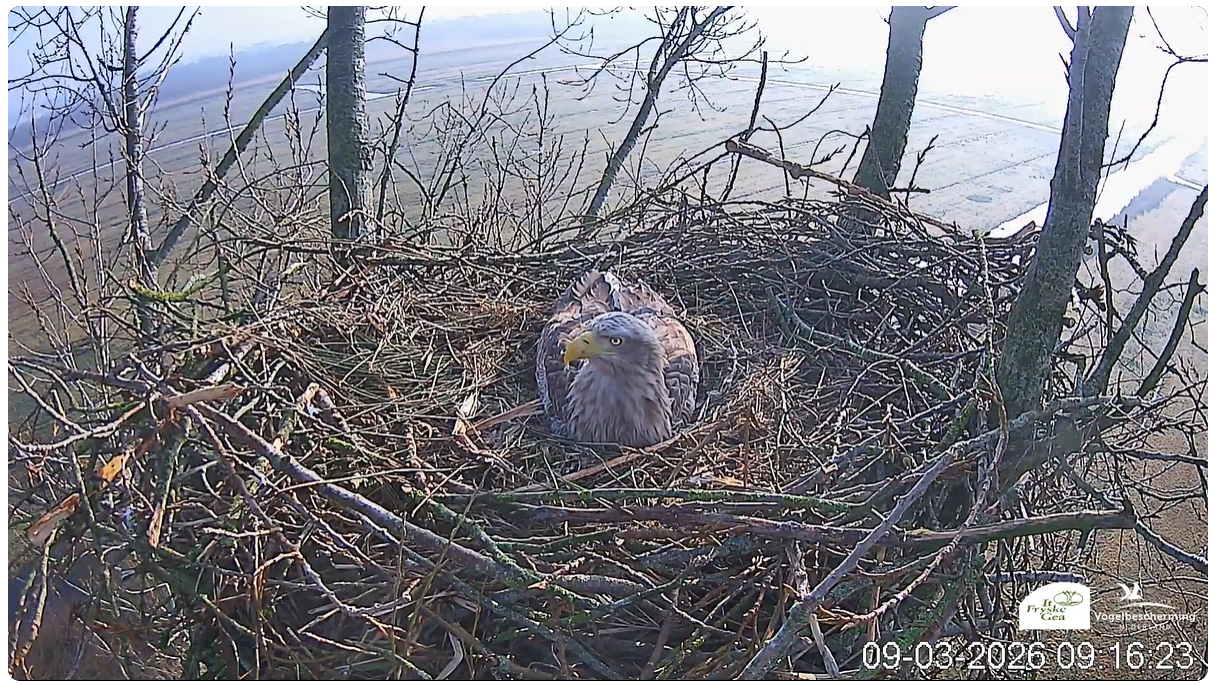 Livestream zeearenden