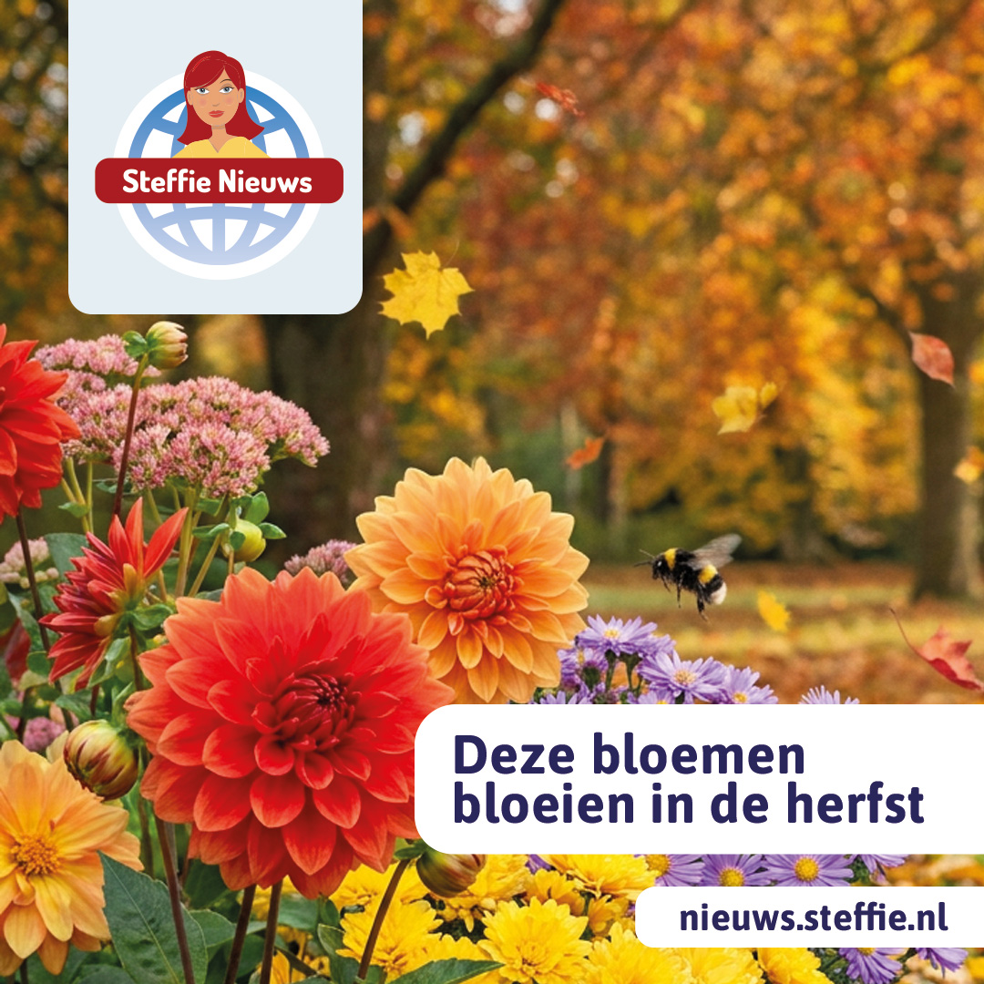 Mooie bloemen in de herfst.