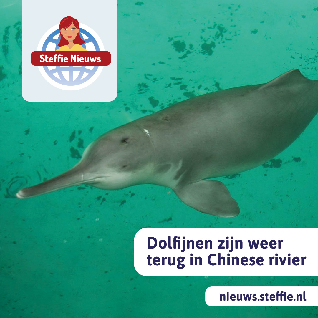 Dolfijnen weer terug in Chinese rivier