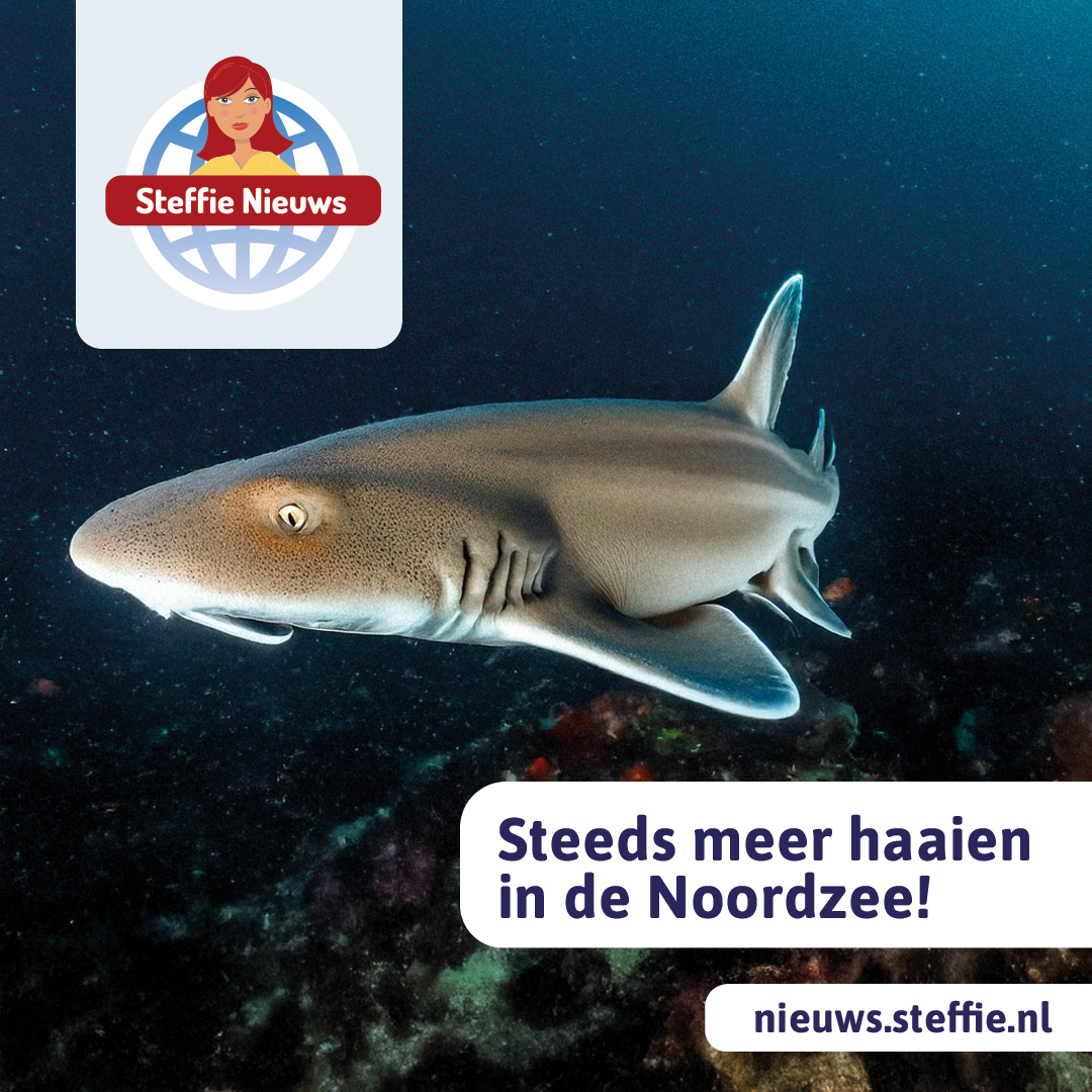 Haaien in de Noordzee.