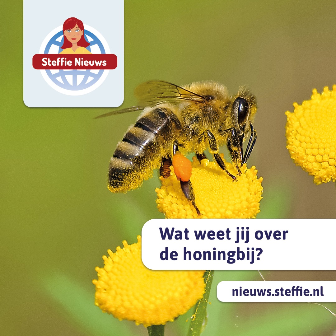 Wat weet jij over de honingbij?