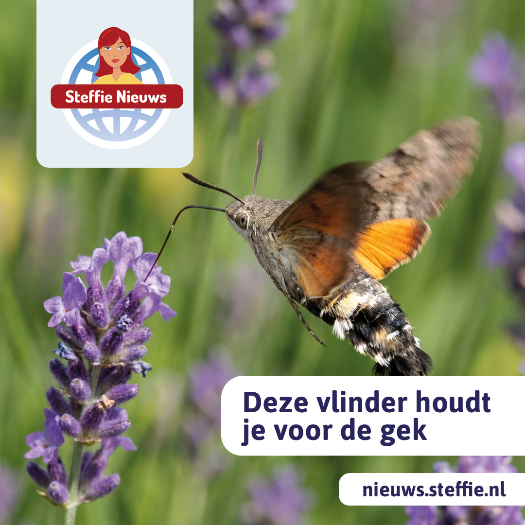 Mooie vlinder.