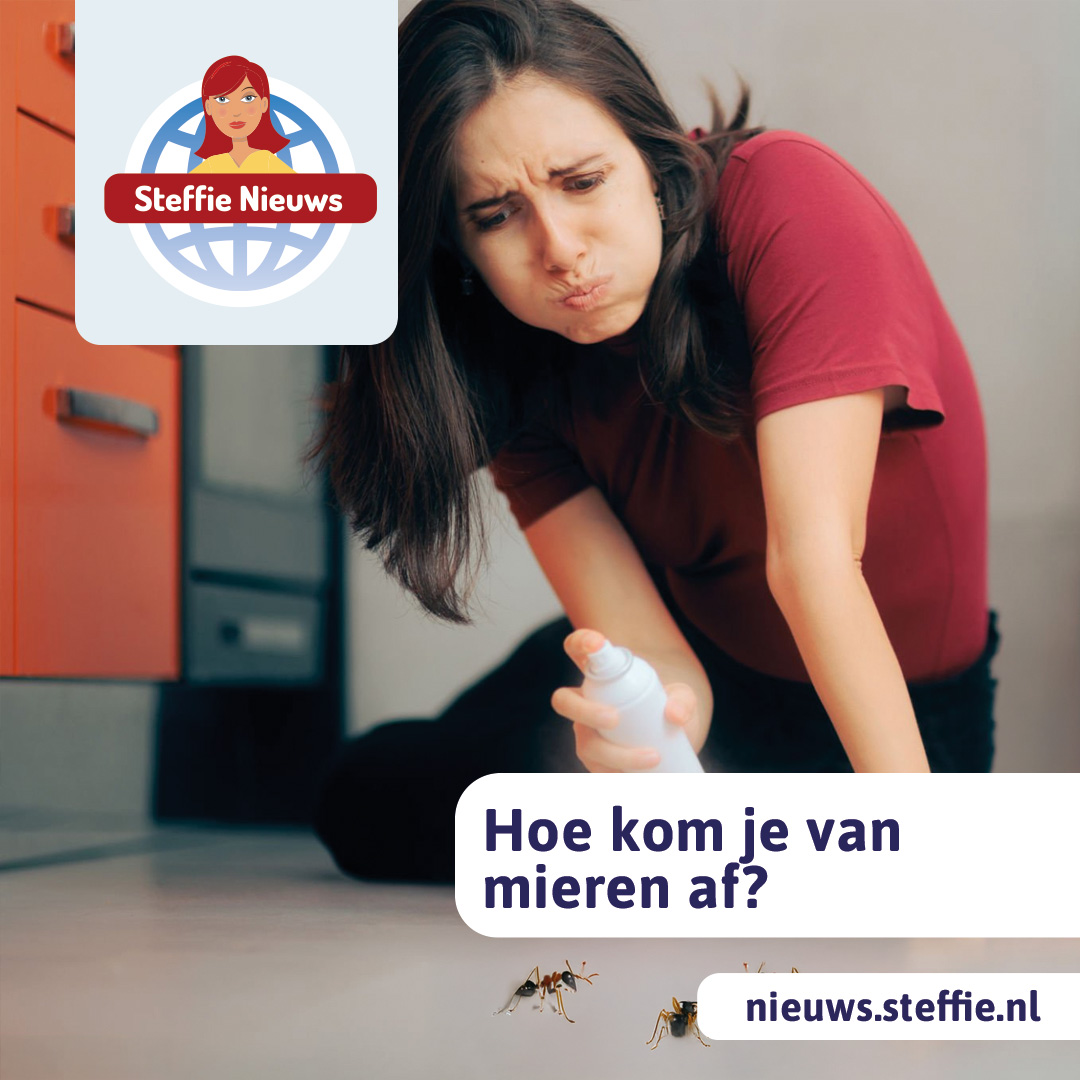 Hoe kom je van mieren af?