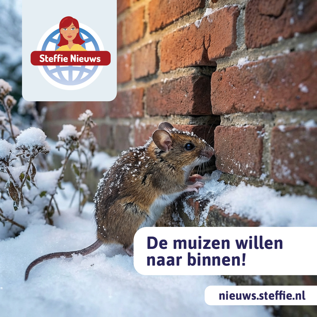 Wat doe je aan een muis in huis?